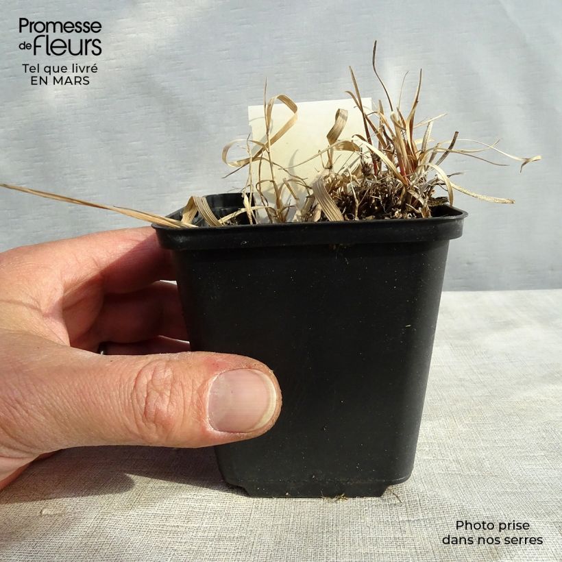 Exemplaar van Carex berggrenii - Zegge Kweekpotje van 8/9 cm zoals geleverd in de winter