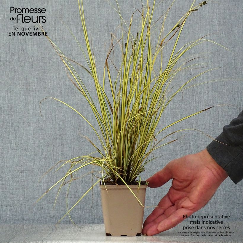 Exemplaar van Carex brunnea Jenneke - Bonte zegge Kweekpotje van 8/9 cm zoals geleverd in de herfst