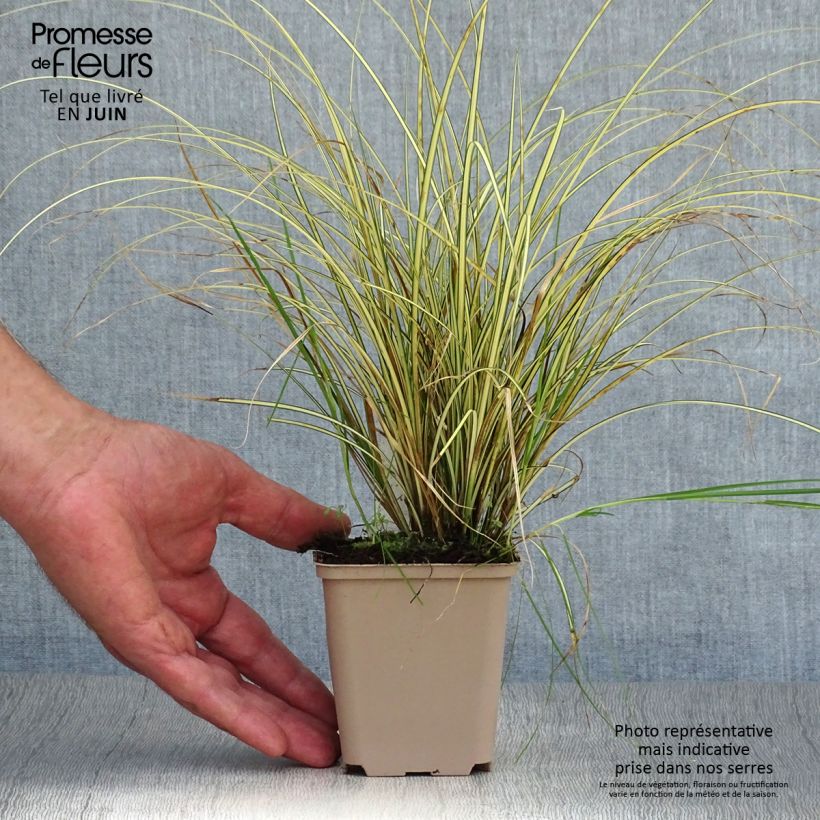 Exemplaar van Carex brunnea Jenneke - Bonte zegge Kweekpotje van 8/9 cm zoals geleverd in de zomer