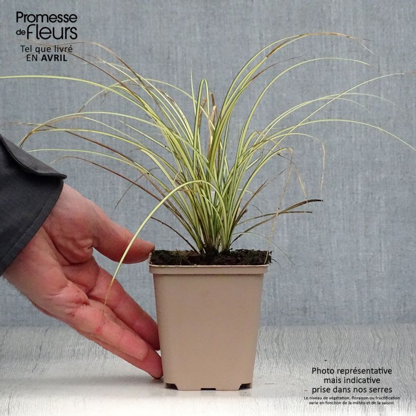 Exemplaar van Carex brunnea Jenneke - Bonte zegge Kweekpotje van 8/9 cm zoals geleverd in de lente