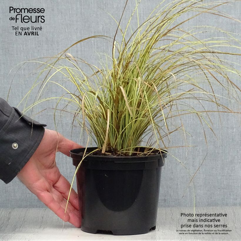 Exemplaar van Carex brunnea Jenneke - Bonte zegge Pot van 2 l/3 l zoals geleverd in de lente
