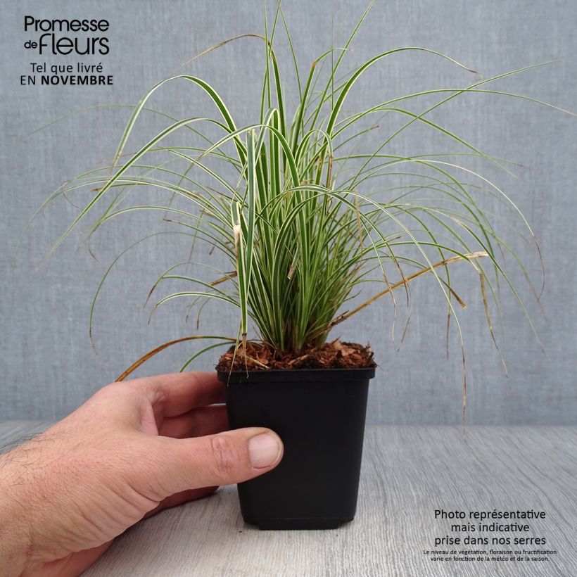 Exemplaar van Carex brunnea Variegata - Bonte zegge Kweekpotje van 8/9 cm zoals geleverd in de herfst