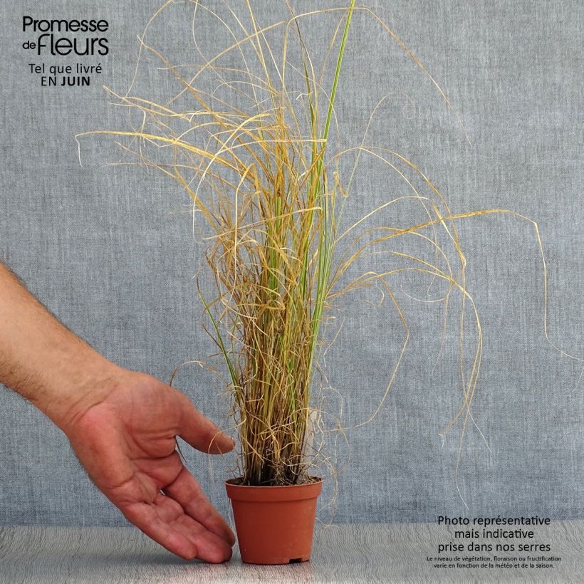 Exemplaar van Carex brunnea Variegata - Bonte zegge Kweekpotje van 8/9 cm zoals geleverd in de zomer