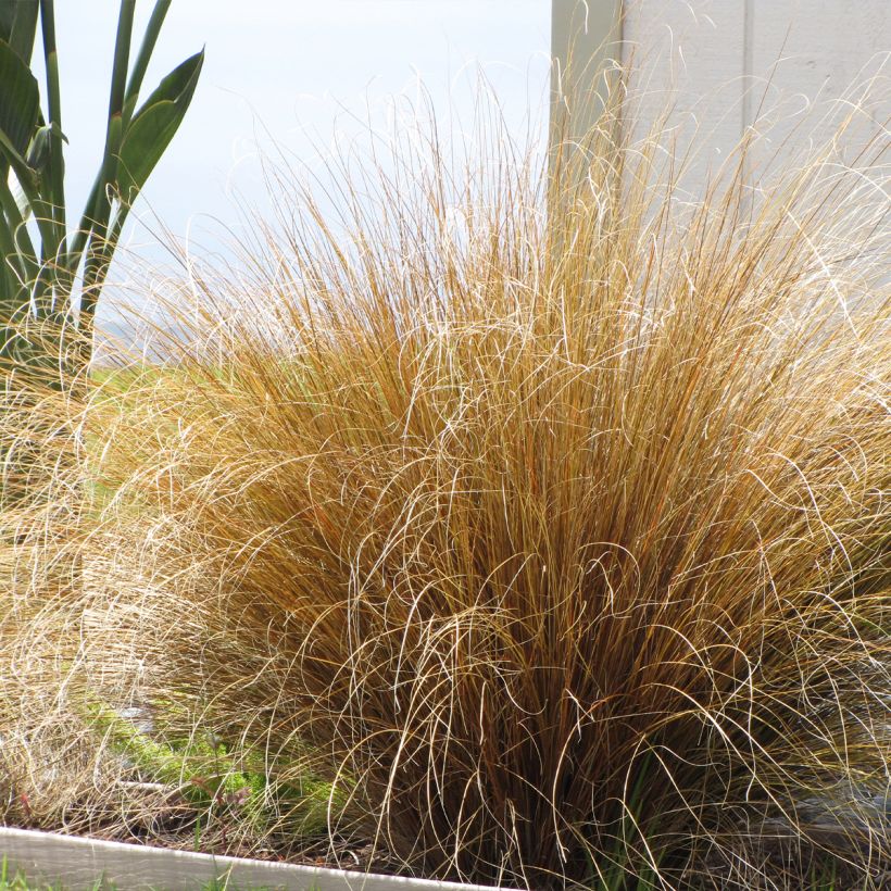 Carex buchananii Red Rooster - Rode zegge (Groeiplaats)