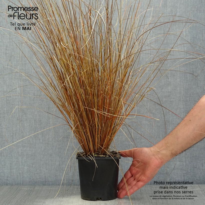 Exemplaar van Carex buchananii Red Rooster - Rode zegge Pot van 2 l/3 l zoals geleverd in de lente