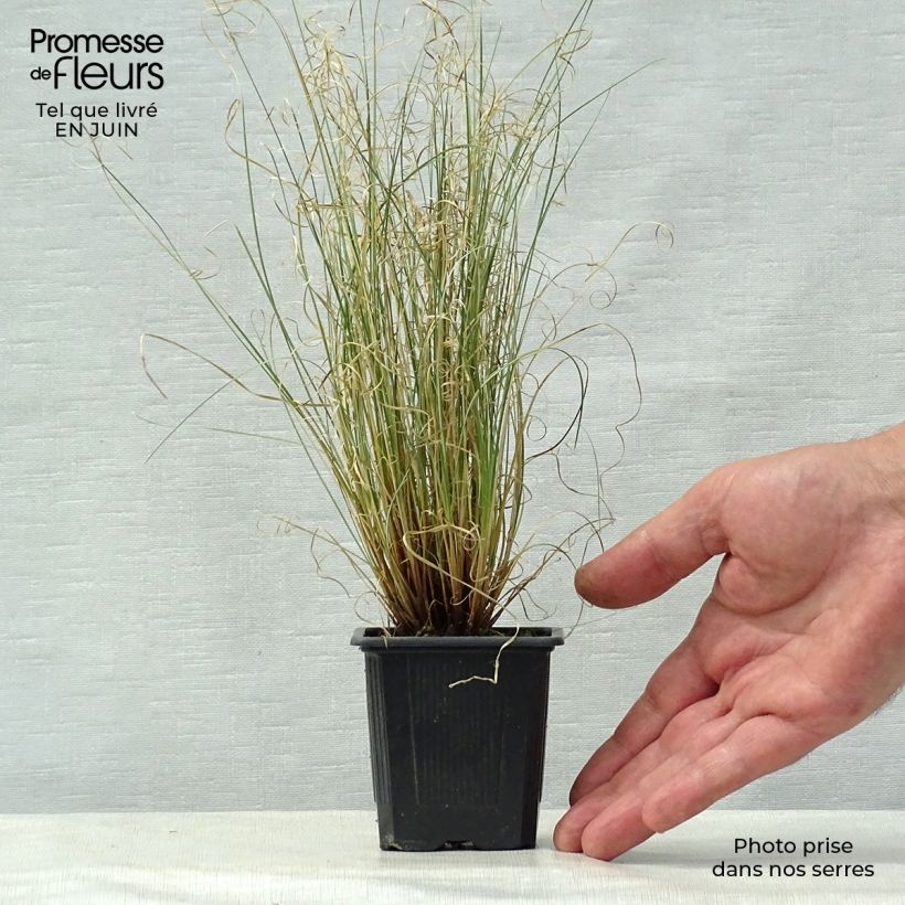 Exemplaar van Carex buchananii Viridis - Rode zegge Kweekpotje van 8/9 cm zoals geleverd in de zomer