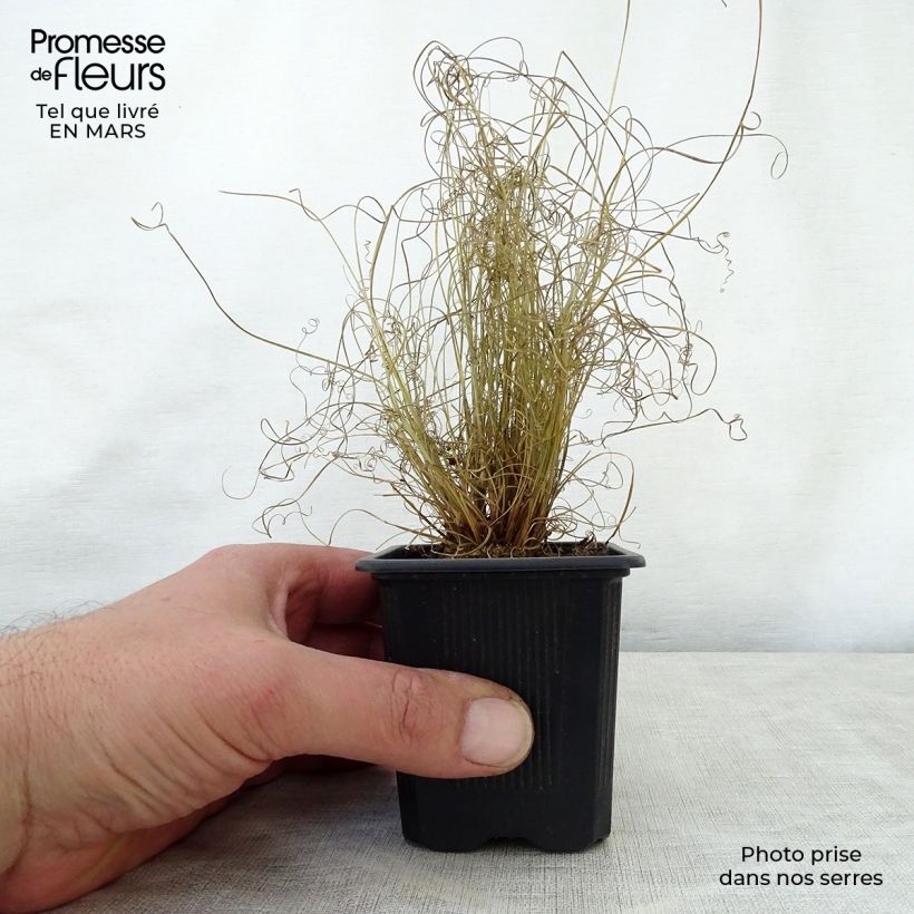 Exemplaar van Carex buchananii Viridis - Rode zegge Kweekpotje van 8/9 cm zoals geleverd in de lente