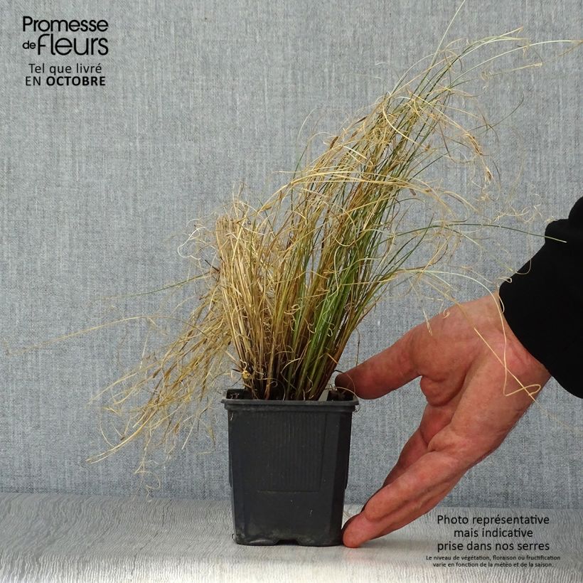 Exemplaar van Carex buchananii Viridis - Rode zegge Kweekpotje van 8/9 cm zoals geleverd in de herfst
