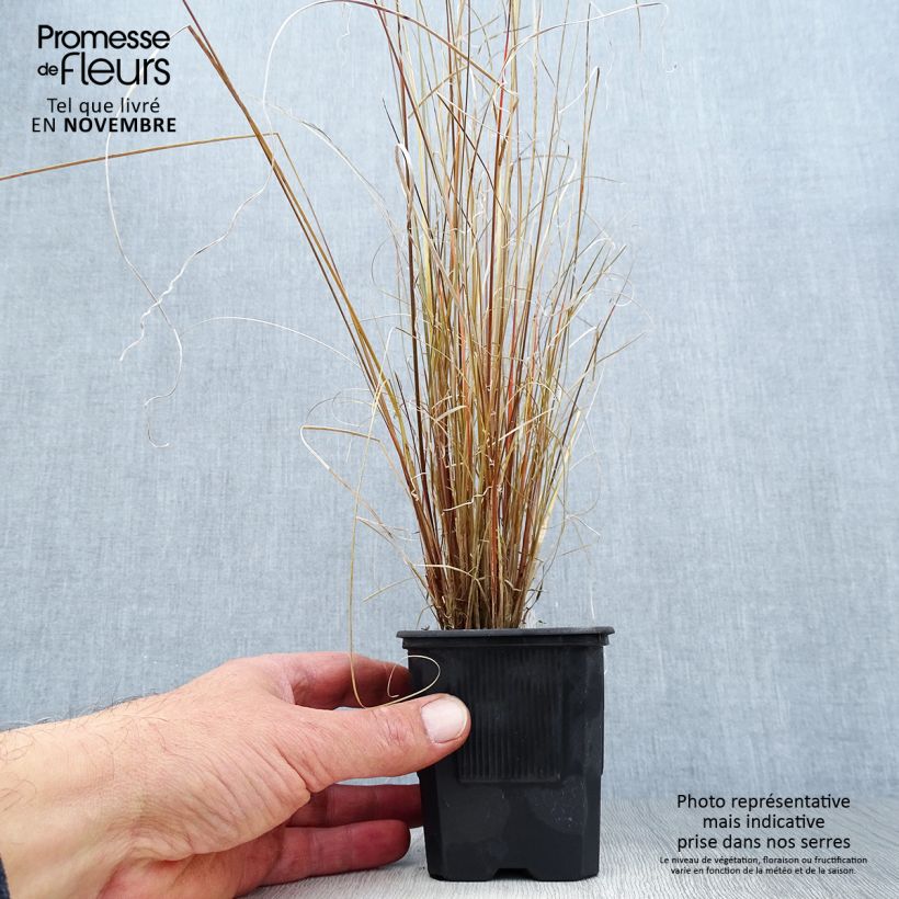 Exemplaar van Carex buchananii - Rode zegge Kweekpotje van 8/9 cm zoals geleverd in de herfst