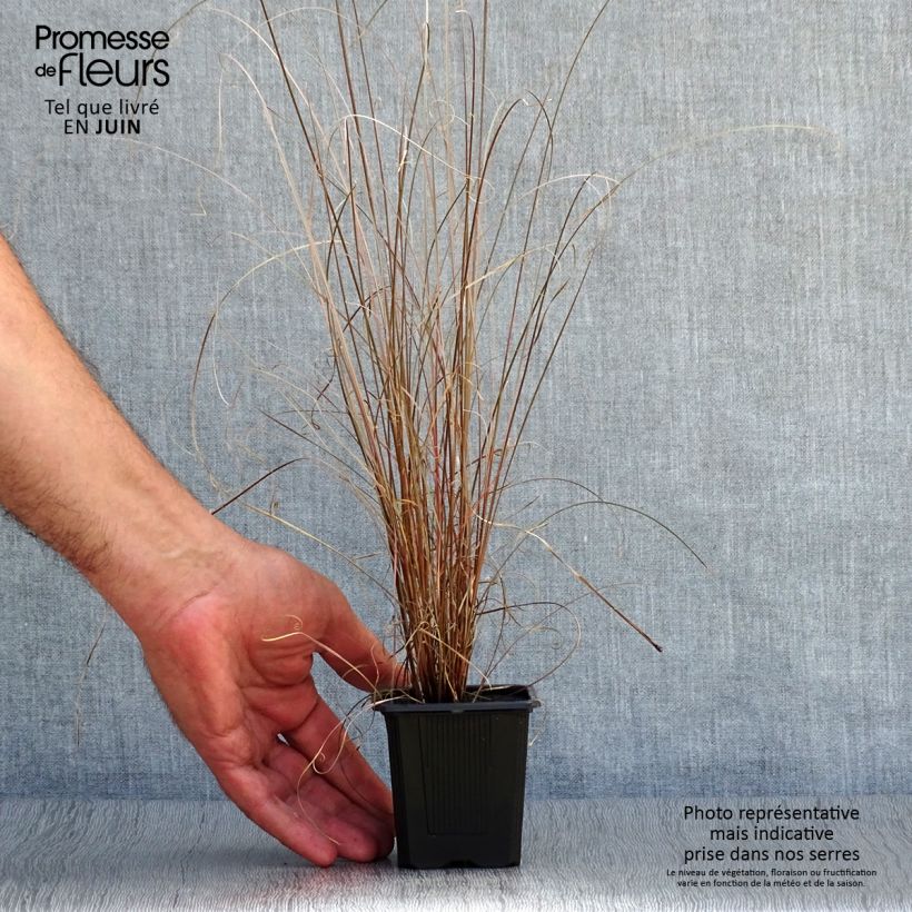 Exemplaar van Carex buchananii - Rode zegge Kweekpotje van 8/9 cm zoals geleverd in de zomer