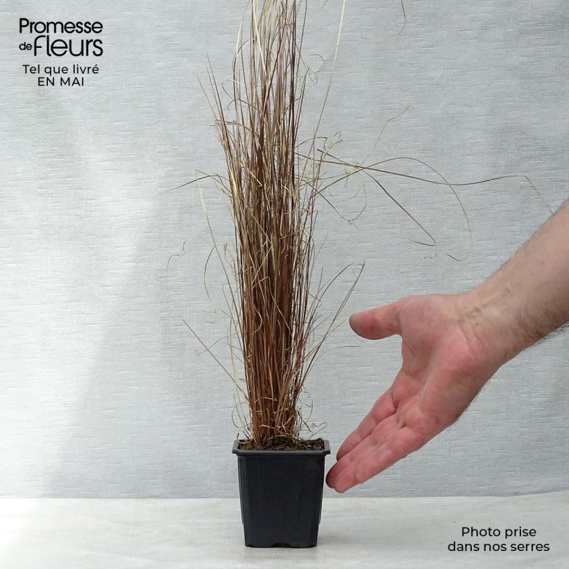 Exemplaar van Carex buchananii - Rode zegge Kweekpotje van 8/9 cm zoals geleverd in de lente