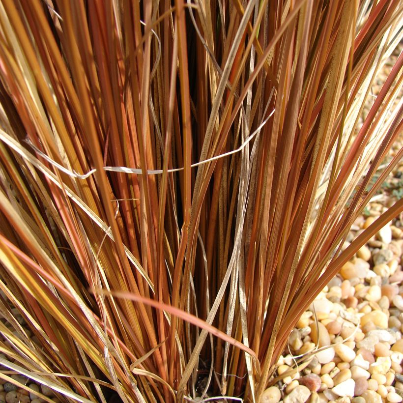 Carex comans Bronco - Zegge (Blad)