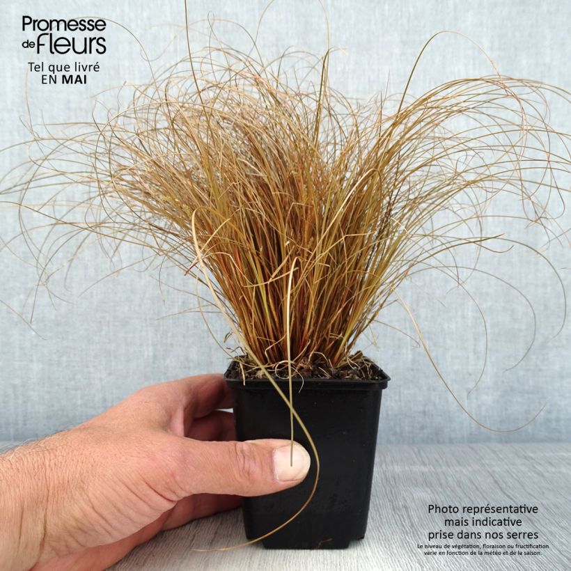 Exemplaar van Carex comans Bronco - Zegge Kweekpotje van 8/9 cm zoals geleverd in de lente