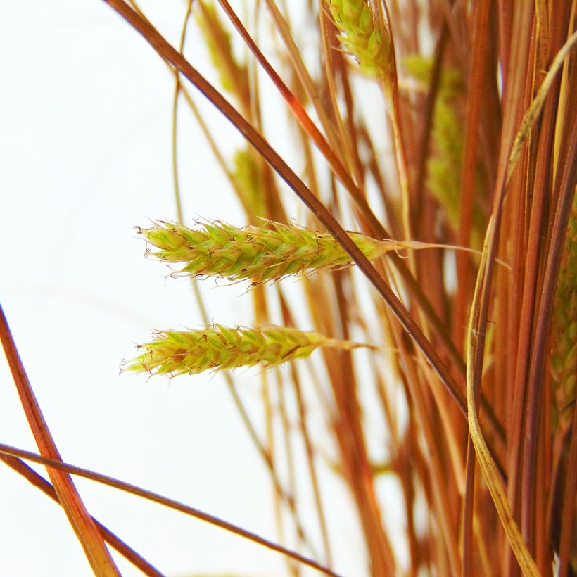 Carex comans Bronze Form - Zegge (Bloei)