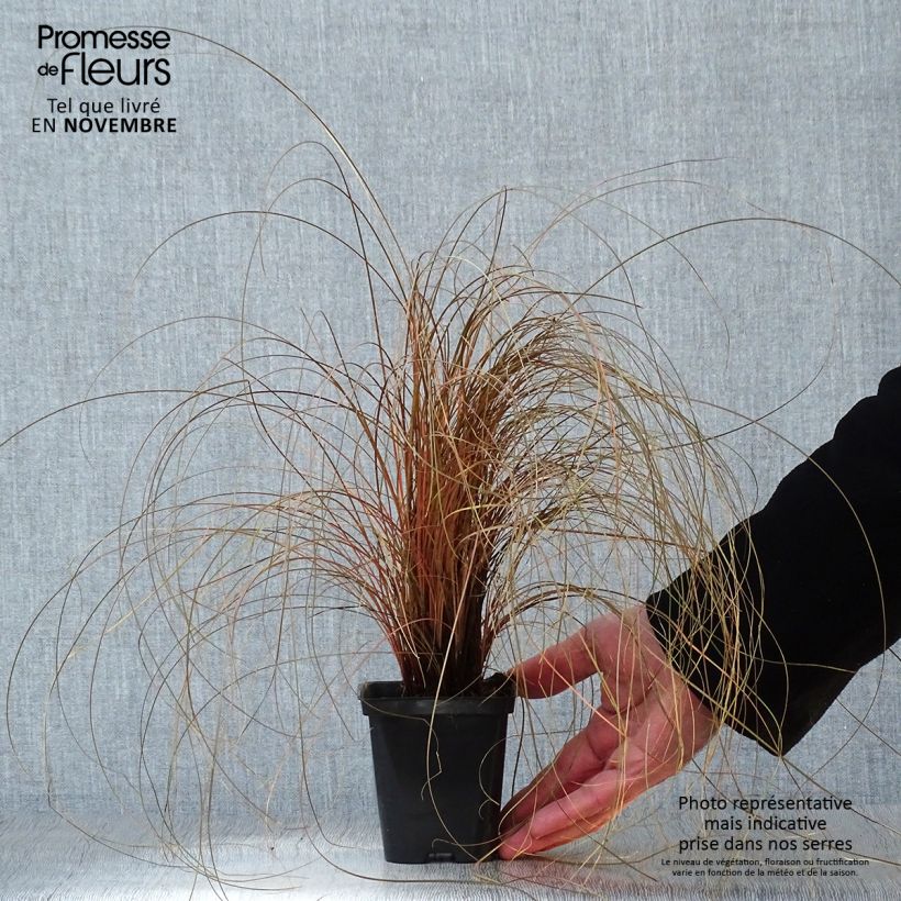 Exemplaar van Carex comans Bronze Form - Zegge Kweekpotje van 8/9 cm zoals geleverd in de herfst