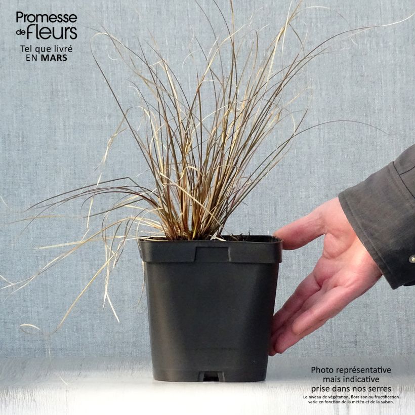 Exemplaar van Carex comans Milk Chocolate - Zegge Pot van 2 l/3 l zoals geleverd in de lente