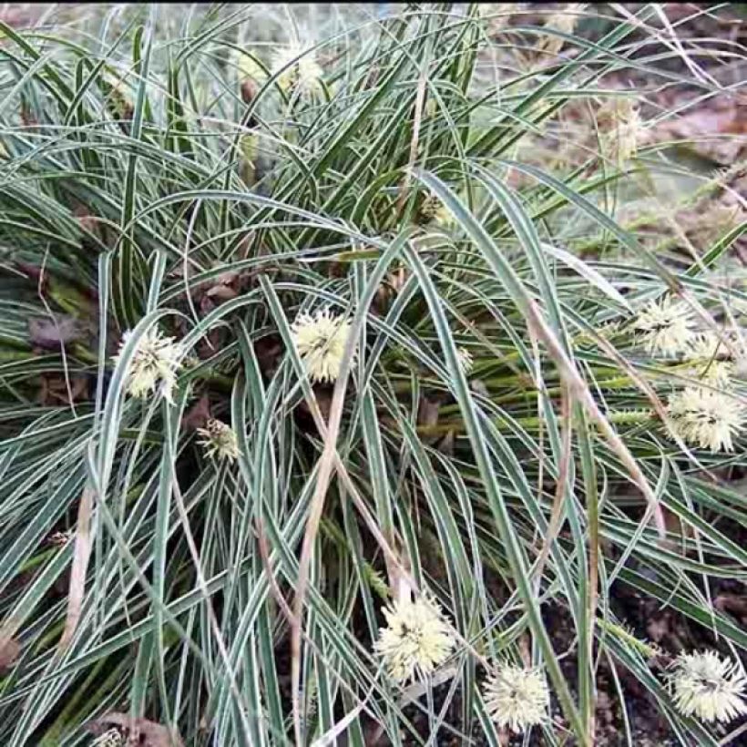 Carex conica Snowline - Zegge (Groeiplaats)