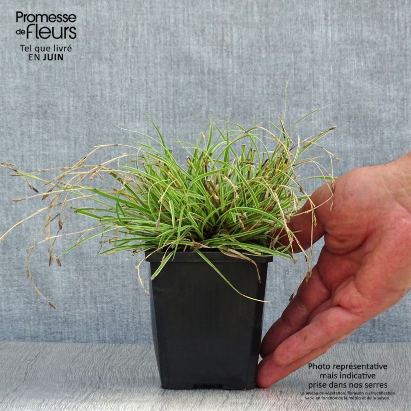 Exemplaar van Carex conica Snowline - Zegge Kweekpotje van 8/9 cm zoals geleverd in de zomer