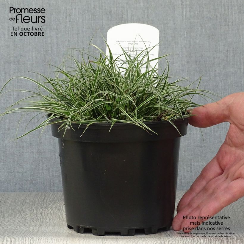 Exemplaar van Carex conica Snowline - Zegge Pot van 2 l/3 l zoals geleverd in de herfst