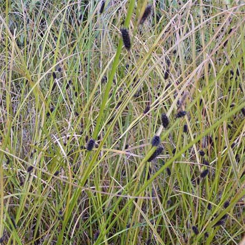 Carex dipsacea - Zegge (Bloei)