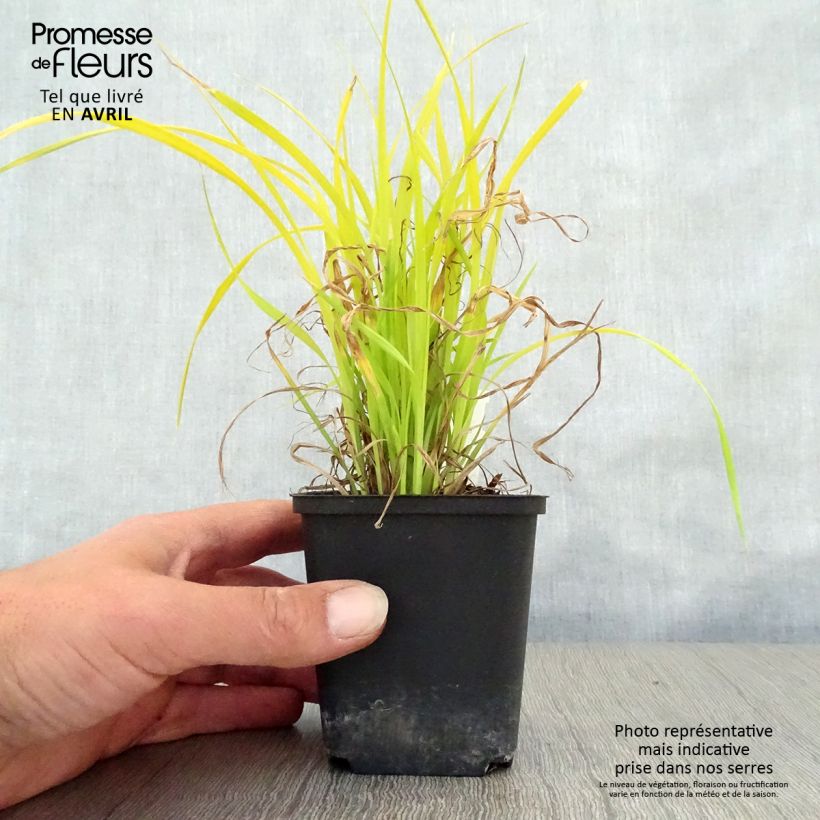 Exemplaar van Carex elata Aurea - Goudgerande zegge Kweekpotje van 8/9 cm zoals geleverd in de lente