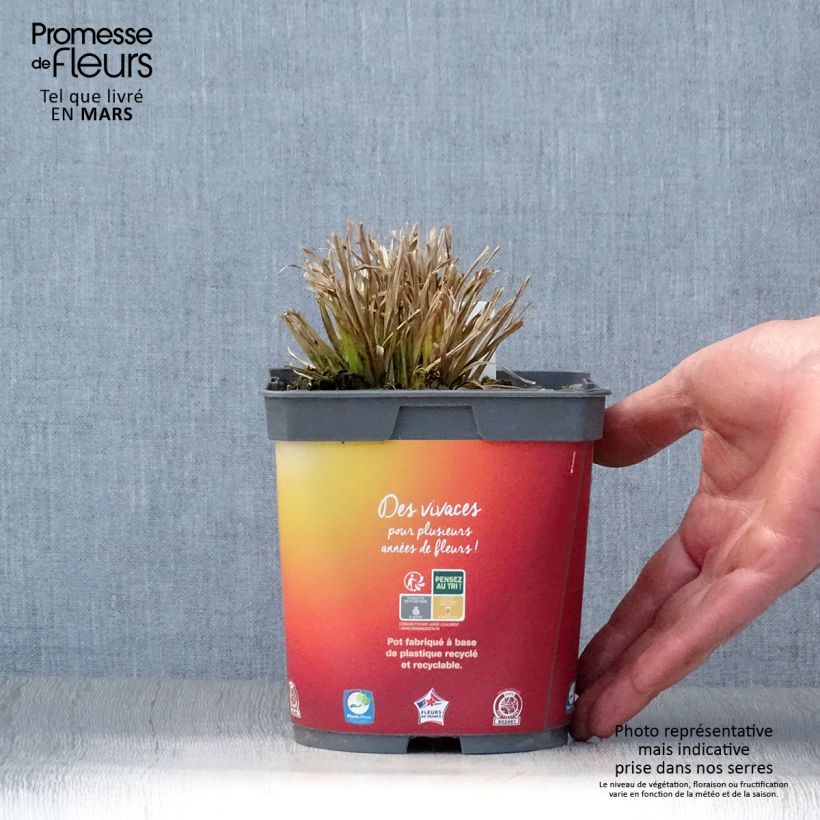 Exemplaar van Carex elata Aurea - Goudgerande zegge Pot van 2 l/3 l zoals geleverd in de lente