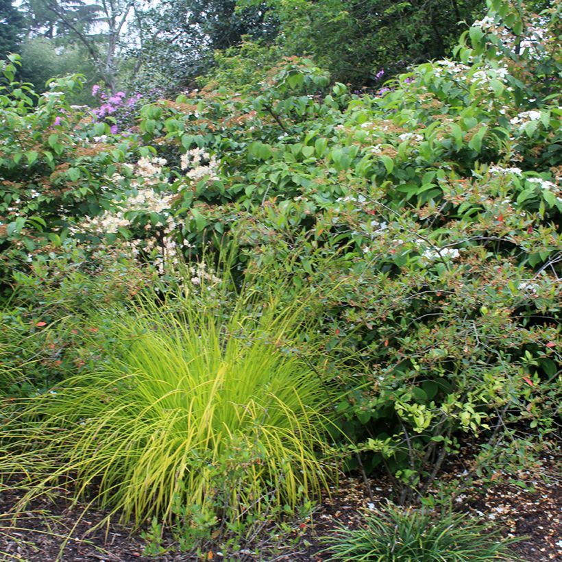 Carex elata Aurea - Goudgerande zegge (Groeiplaats)