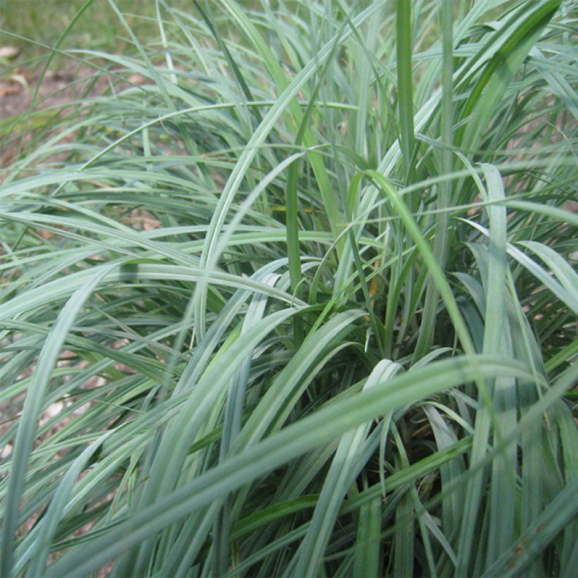 Carex flacca - Zeegroene zegge (Blad)