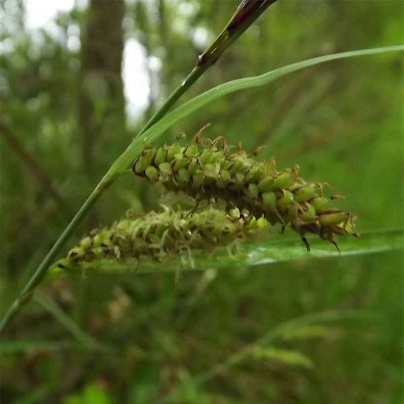 Carex flacca - Zeegroene zegge (Bloei)