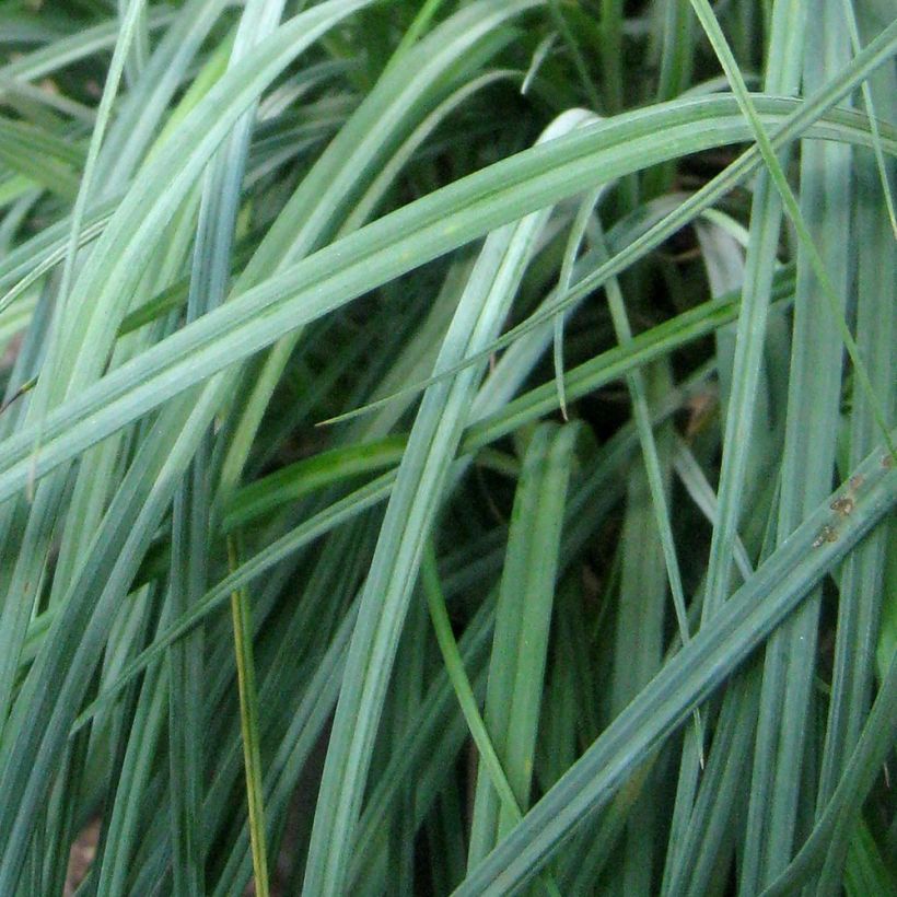 Carex flacca Blue Zinger - Zeegroene zegge (Blad)