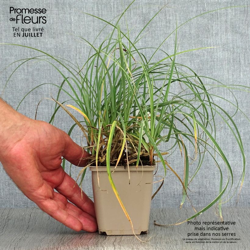 Exemplaar van Carex flacca Blue Zinger - Zeegroene zegge Kweekpotje van 8/9 cm zoals geleverd in de zomer