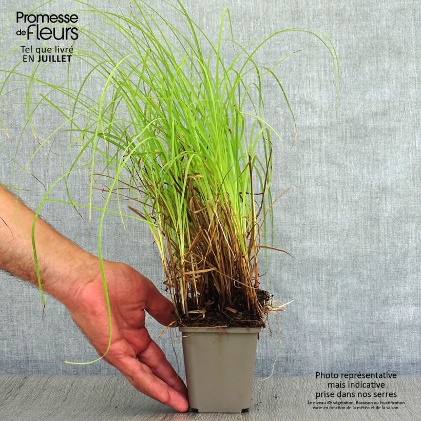 Exemplaar van Carex flacca - Zeegroene zegge Kweekpotje van 8/9 cm zoals geleverd in de zomer