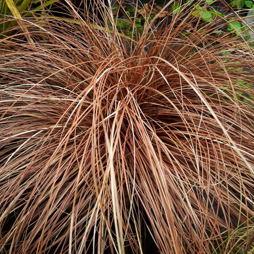 Carex flagellifera Bronzita - Zegge (Groeiplaats)