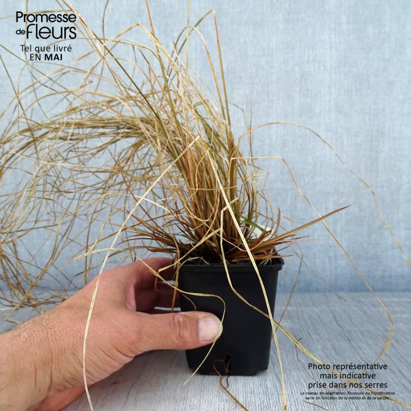 Exemplaar van Carex flagellifera Bronzita - Zegge Kweekpotje van 8/9 cm zoals geleverd in de lente