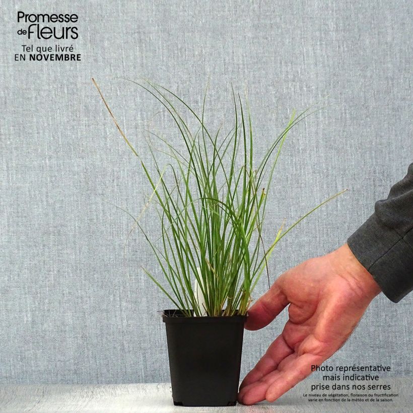 Exemplaar van Carex flagellifera Kiwi - Zegge Kweekpotje van 8/9 cm zoals geleverd in de herfst