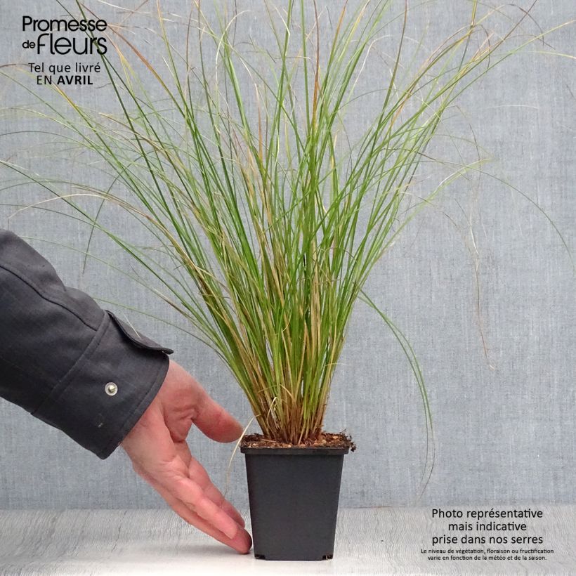 Exemplaar van Carex flagellifera Kiwi - Zegge Kweekpotje van 8/9 cm zoals geleverd in de lente