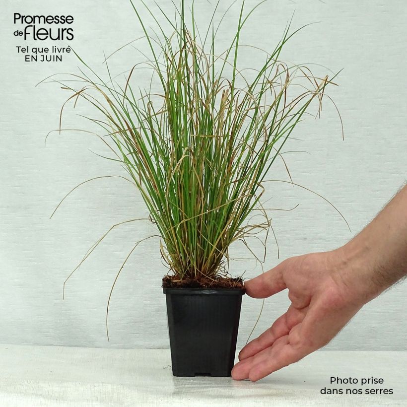 Exemplaar van Carex flagellifera - Zegge Kweekpotje van 8/9 cm zoals geleverd in de zomer