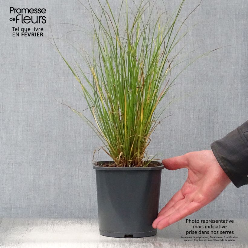 Exemplaar van Carex flagellifera - Zegge Pot van 2 l/3 l zoals geleverd in de winter