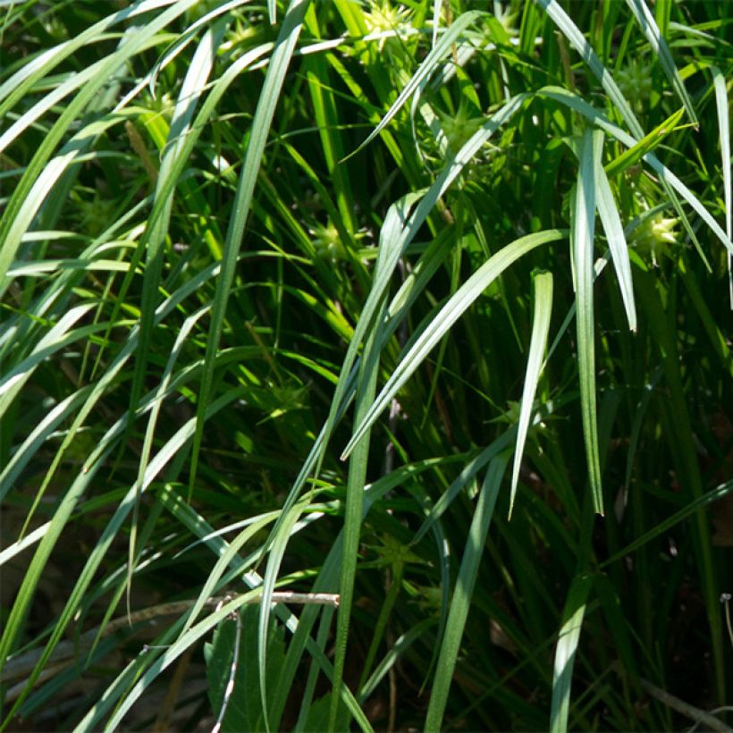 Carex grayi - Morgensterzegge (Blad)
