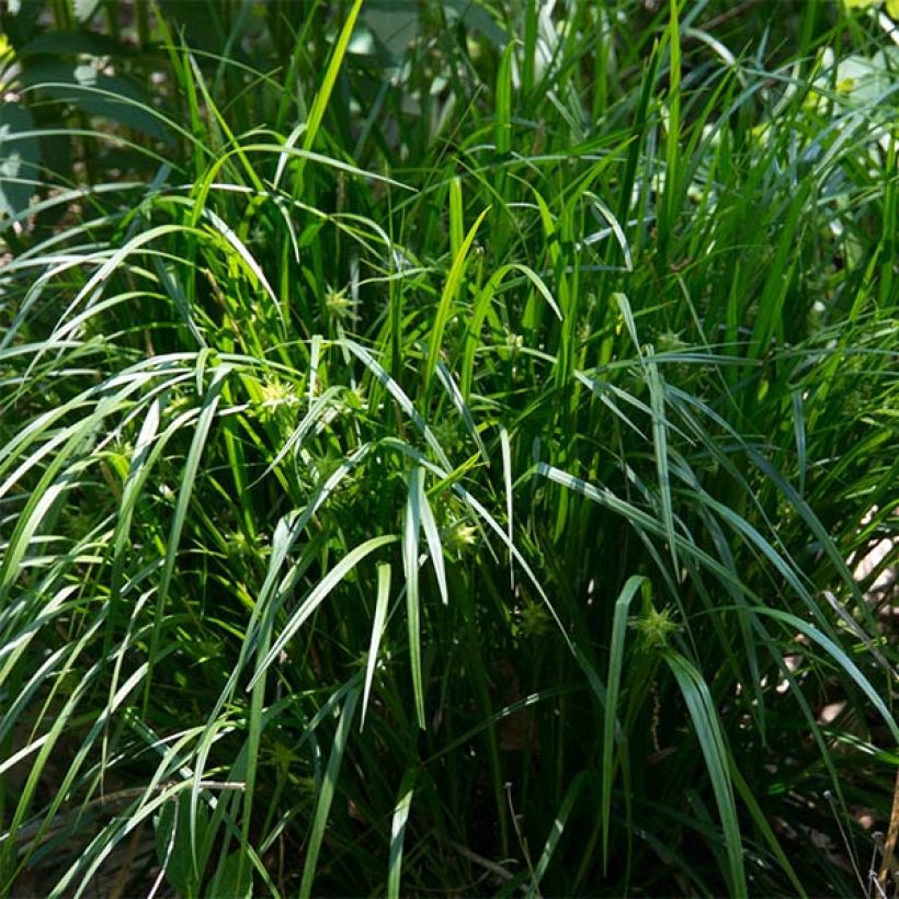 Carex grayi - Morgensterzegge (Groeiplaats)