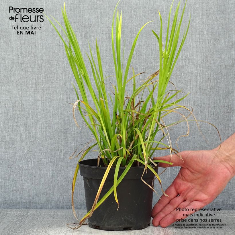 Exemplaar van Carex grayi - Morgensterzegge Pot van 2 l/3 l zoals geleverd in de lente