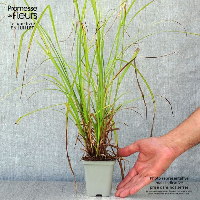Exemplaar van Carex grayi - Morgensterzegge Kweekpotje van 8/9 cm zoals geleverd in de zomer