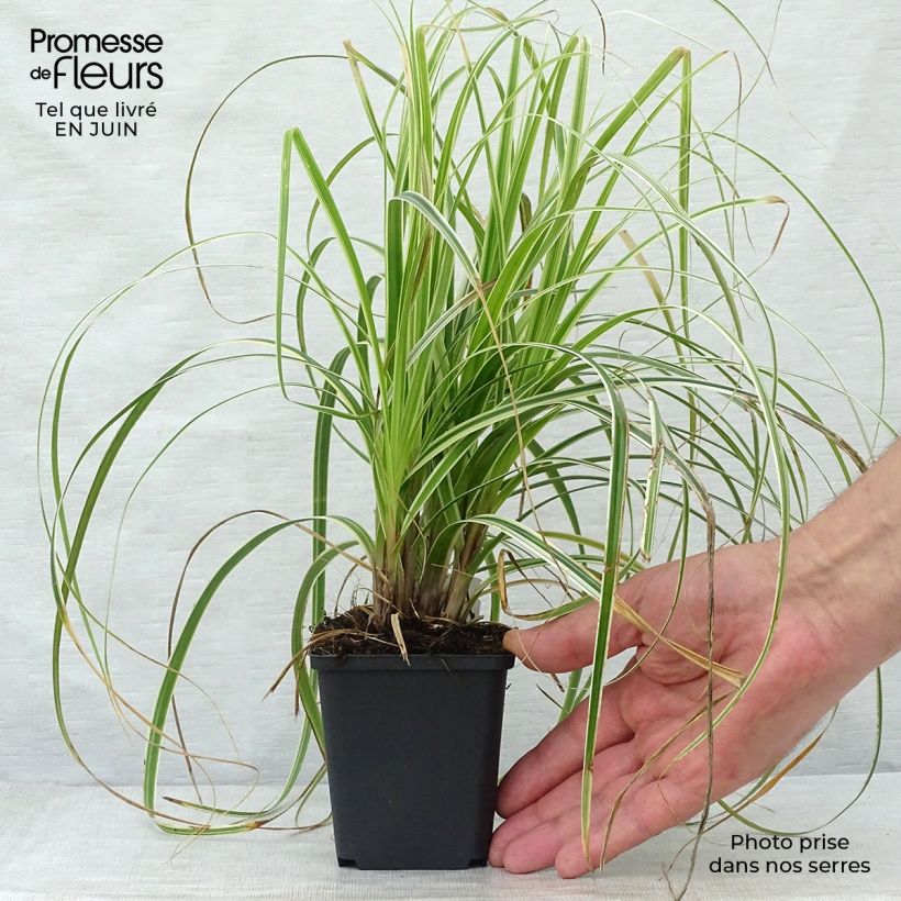 Exemplaar van Carex Feather Falls - Zegge Kweekpotje van 8/9 cm zoals geleverd in de zomer