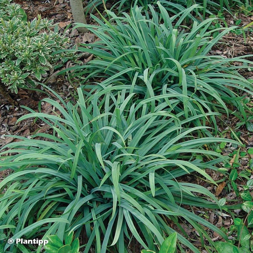 Carex Bunny Blue - Zegge (Plant habit)