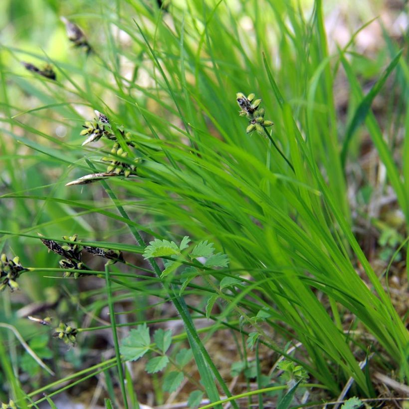 Carex montana - Bergzegge (Blad)
