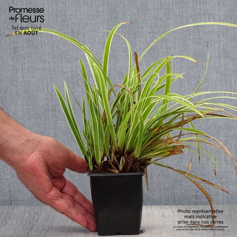 Exemplaar van Carex morrowii Aureovariegata - Japanse zegge Kweekpotje van 8/9 cm zoals geleverd in de zomer