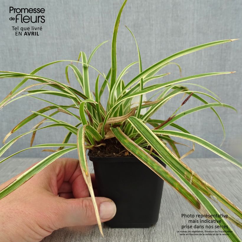 Exemplaar van Carex morrowii Goldband - Japanse zegge Kweekpotje van 8/9 cm zoals geleverd in de lente