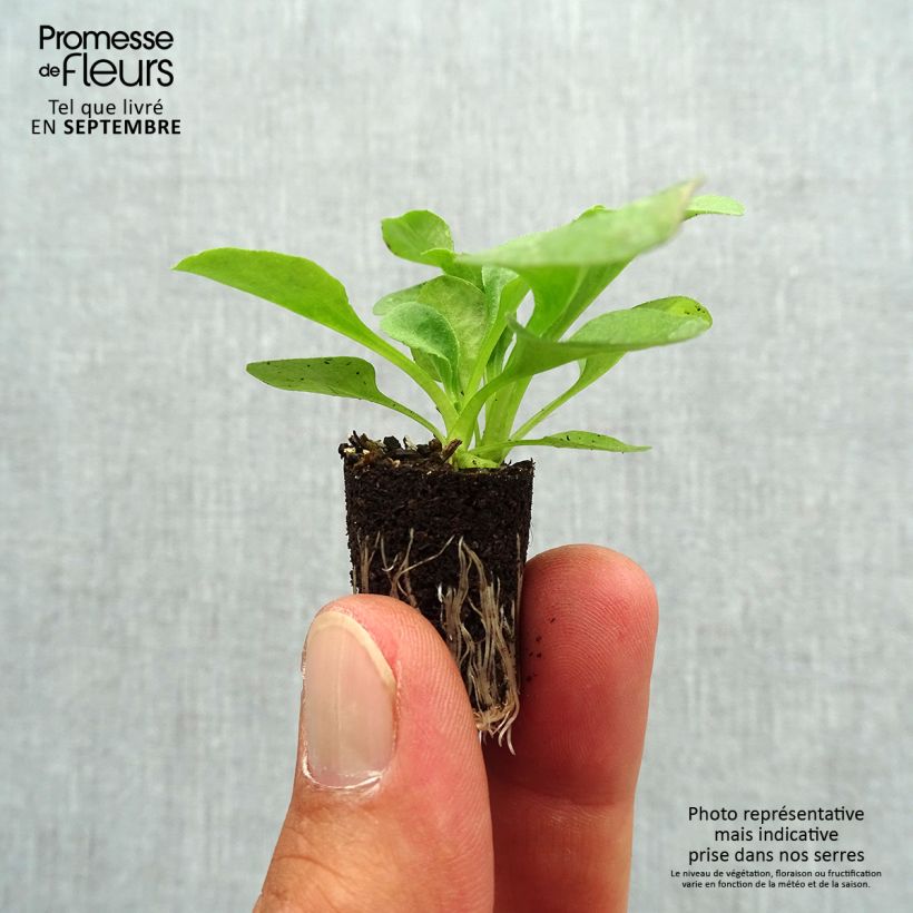 Exemplaar van Carex Ice Dance - Japanse zegge Mini-mot Ø 3/4 cm zoals geleverd in de herfst