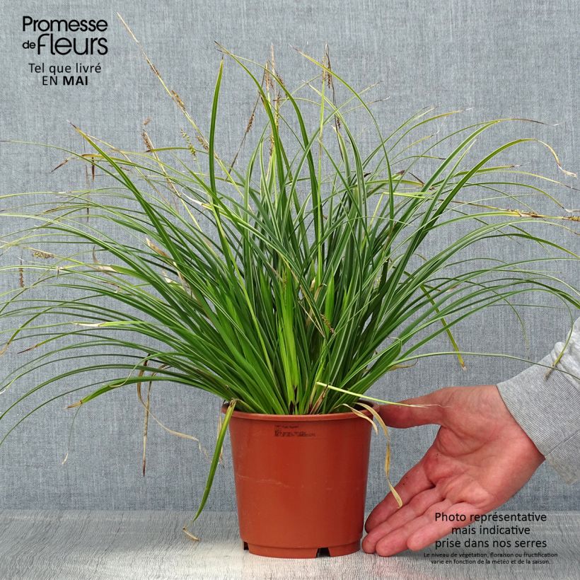 Exemplaar van Carex morrowii Variegata - Japanse zegge Pot van 1 l/1,5 l zoals geleverd in de lente