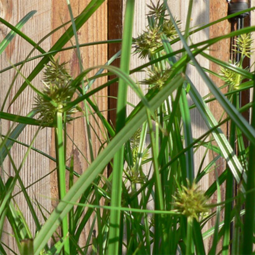 Carex muskingumensis - Palmzegge (Bloei)